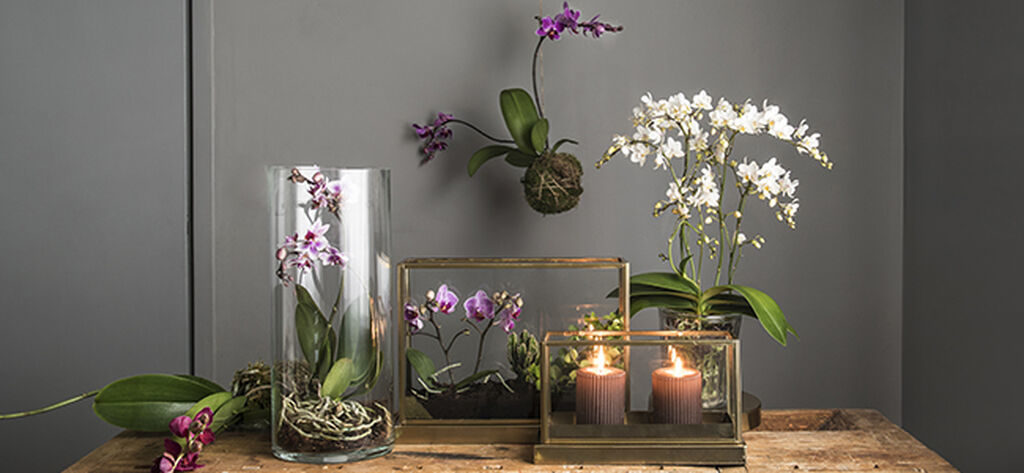 Bild för artikel - Så kan du arrangera dina orkidéer